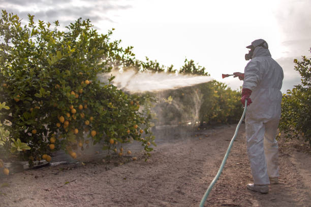 Best Affordable Pest Control Services  in Ferndale, WA