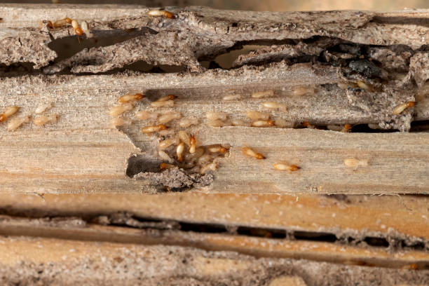 Best Mosquito Control Services  in Ferndale, WA