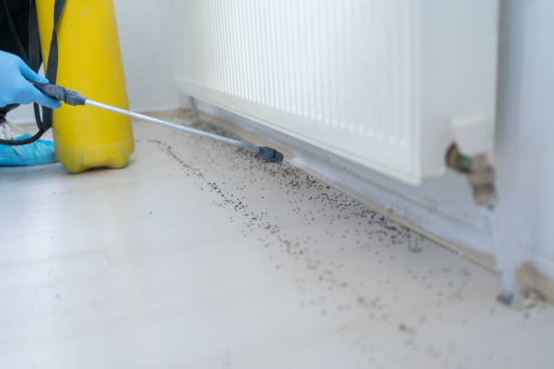 Best Termite Control Services  in Ferndale, WA